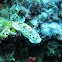 Chromodoris leoparda