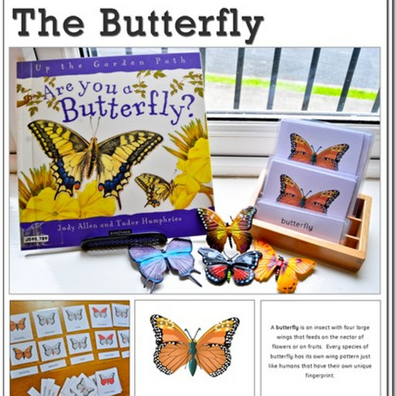 FREE Butterfly Definition and Nomenclature Cards The Pinay Homeschooler