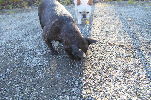 Nine, Ten, Eleven, Twelve, Thirteen!  It really must be a woolly bear!