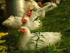 Pastured broilers- given fresh grass every day.