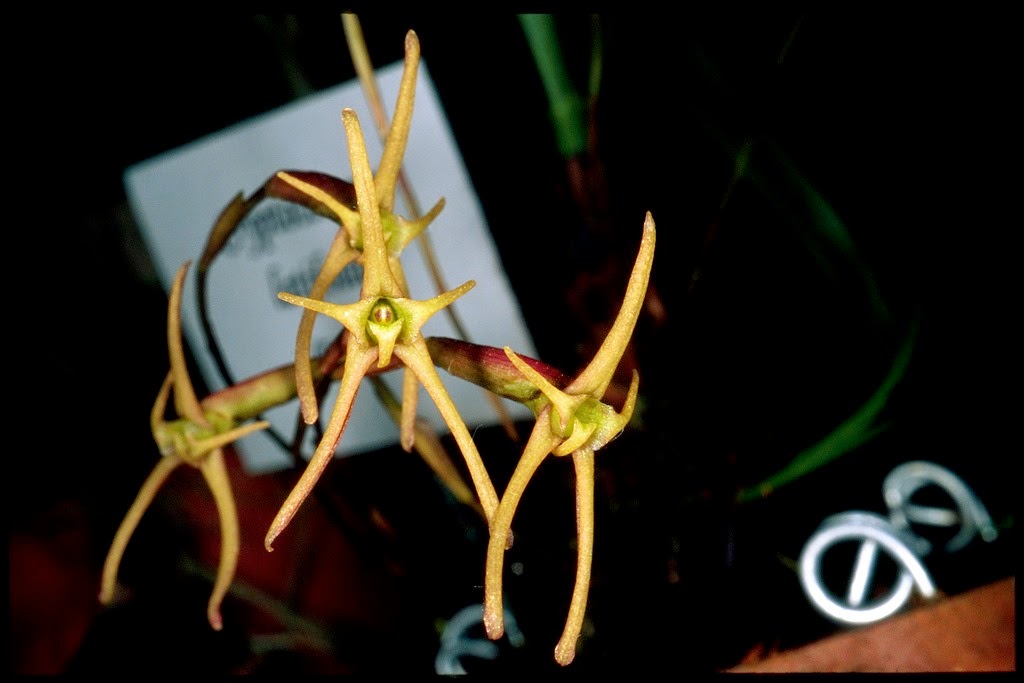 [OR%2520Cryptocentrum%2520latifolium%255B3%255D.jpg]