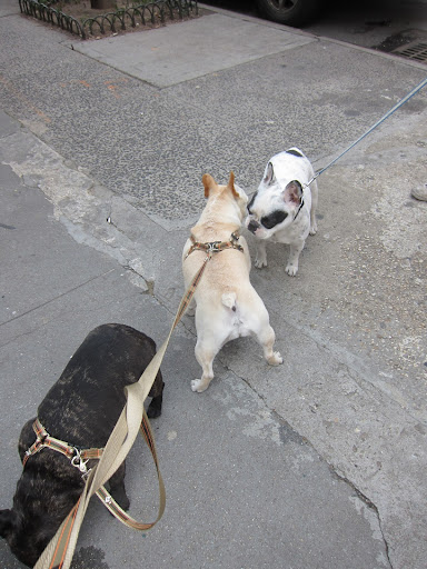 Francesca, there certainly are a lot of Frenchies celebrating this holiday!  Nice to meet you, Mancha!  I just love your spots!