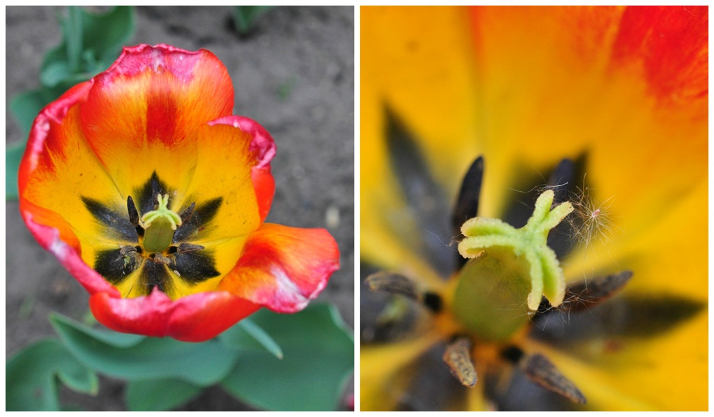[Orange-Flowers4.jpg]
