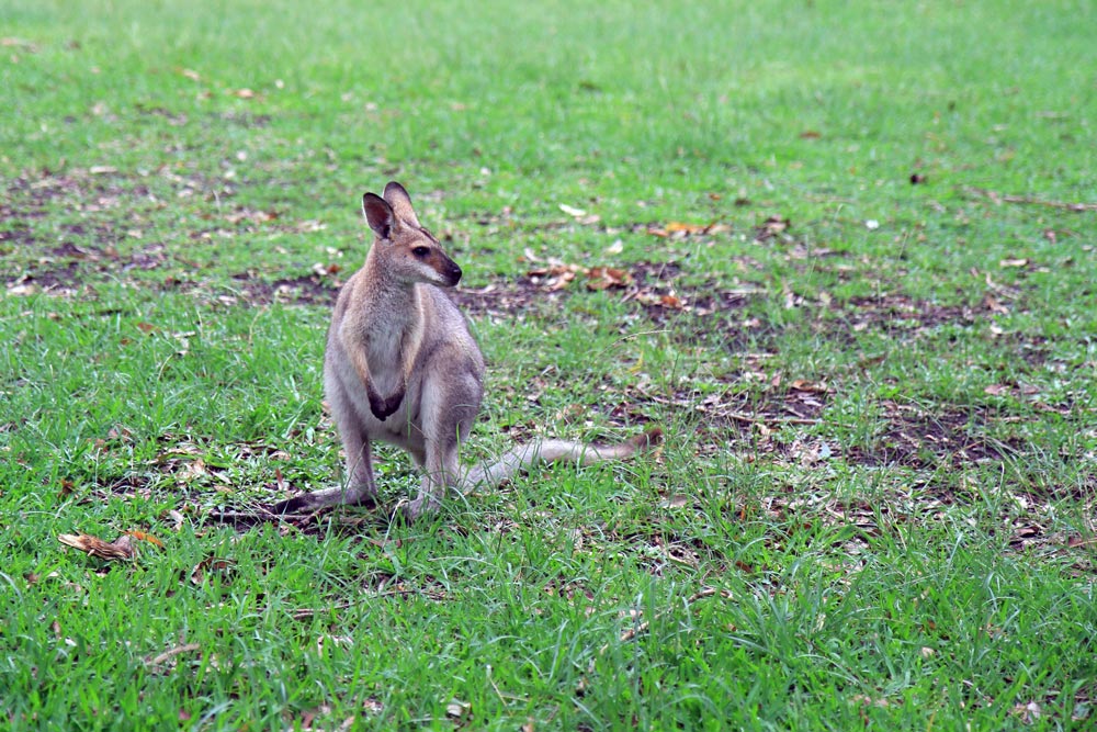 A wallaby