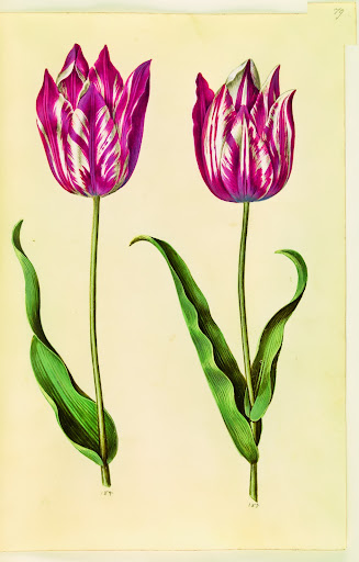 Hertzbecker endows these basic garden tulips with so much color and life. Courtesty of Prestel Publishing. Hertzbecker endows these basic garden tulips with so much color and life. Courtesty of Prestel Publishing.