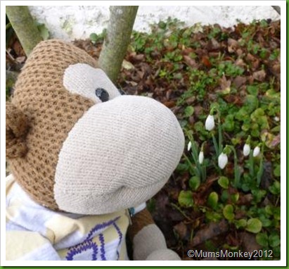 Snowdrops jan 2012