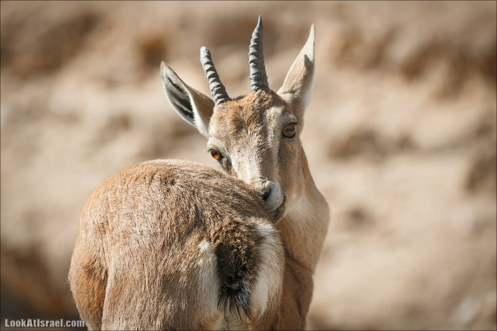        | apra ibex nubian, Mitspe Ramon | LookAtIsrael.com -    