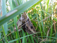 zmrocznik wilczomleczek