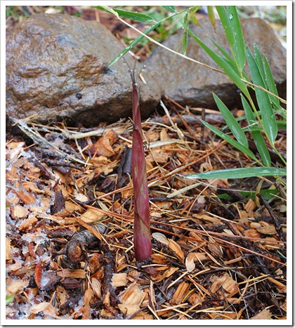 111124_Chusquea-gigantea_02 111124_Chusquea-gigantea_02