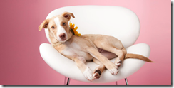 Wednesday’s “Focus On Rescue” webinar: Photography for pet rescue volunteers