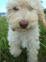 Sweet gentle Doodle.