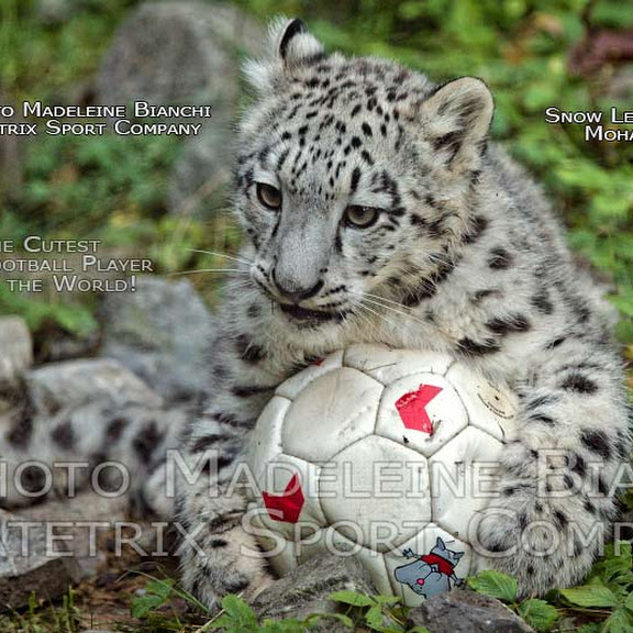 LITTLE MOHAN SPORT