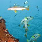 Sweetlips at US Liberty wreck (Tulamben, Bali)