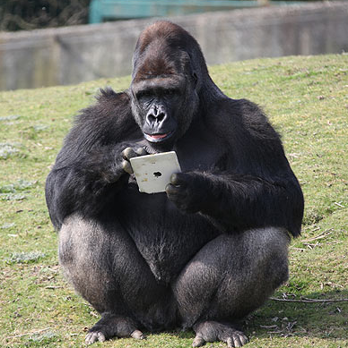 [Usability-iPad-Gorilla%255B2%255D.png]