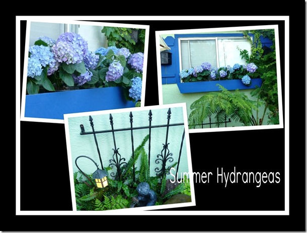 summer hydrangeas