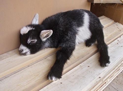 [tired-cute-animals-3%255B2%255D.jpg]