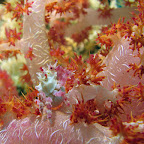 Soft coral spider crab (Cabilao)