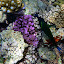 A Fish In The Coral - Oak Beach, Australia