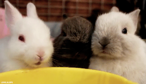 gif conejos comiendo