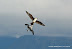  &ndash; Arctic skua chasing young kittiwake