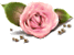 [67x50rose-topTR2.gif]