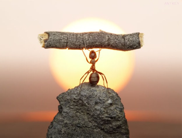 [Life-of-Ants-Andrey-Pavlov-02%255B8%255D.png]