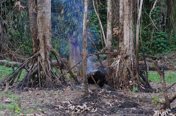 Brûlis près d'Ebogo (Cameroun), 9 avril 2012. Photo : J.-M. Gayman