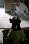 I don't mean to be unfriendly, but enough's enough!  This room's not big enough for any more Frenchies!