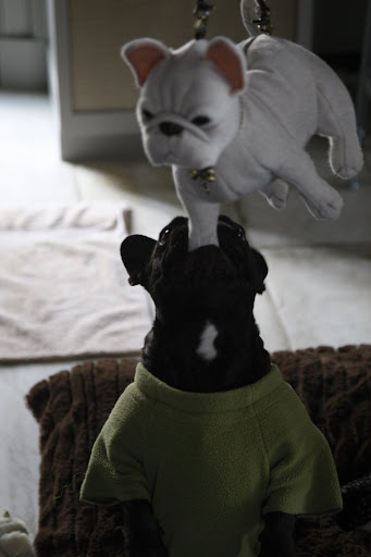 I don't mean to be unfriendly, but enough's enough!  This room's not big enough for any more Frenchies!