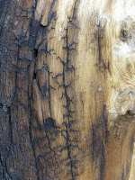 HPIM2384.JPG Photo