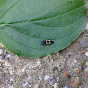 some bug