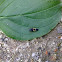 some bug