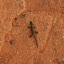This could be the biggest lizard we've seen so far in South America!