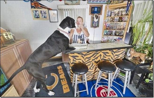 Nova Tallest Dog - 003