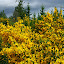 Scotch Broom