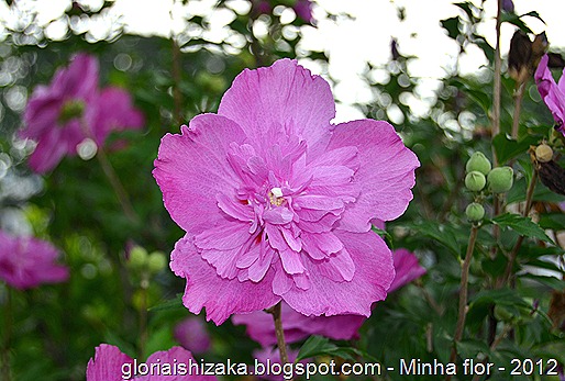 Glória Ishizaka - minhas flores - 2012 - 1