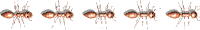 Image Dimension: 200x30 :: Aspire to Inspire before you Expire Aspire to Inspire before you Expire
