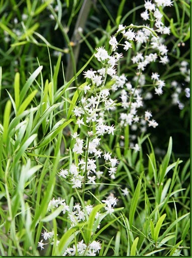 Asparagus falcatus