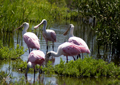 roseate spoonbill spi 3