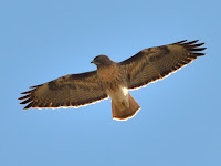 DSC_7242.jpg