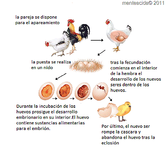 [fisiologia%2520animal%255B30%255D.png]