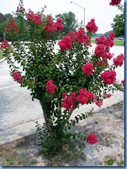 7691 I-95 South, Florida Welcome Center crape myrtle tree