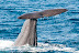  &ndash; Sperm whale diving