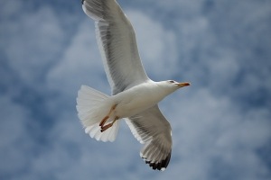 [1254333_flying_seagull_45.jpg]