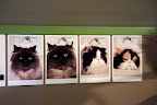 You're right, Kublai.  These are photos of Martha's other cats.  The two on the right are our sisters, Empress Tang and Princess Peony.  We have the same mother, you know. The other cat on the left is Bartok.