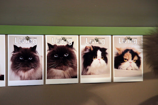 You're right, Kublai.  These are photos of Martha's other cats.  The two on the right are our sisters, Empress Tang and Princess Peony.  We have the same mother, you know. The other cat on the left is Bartok.