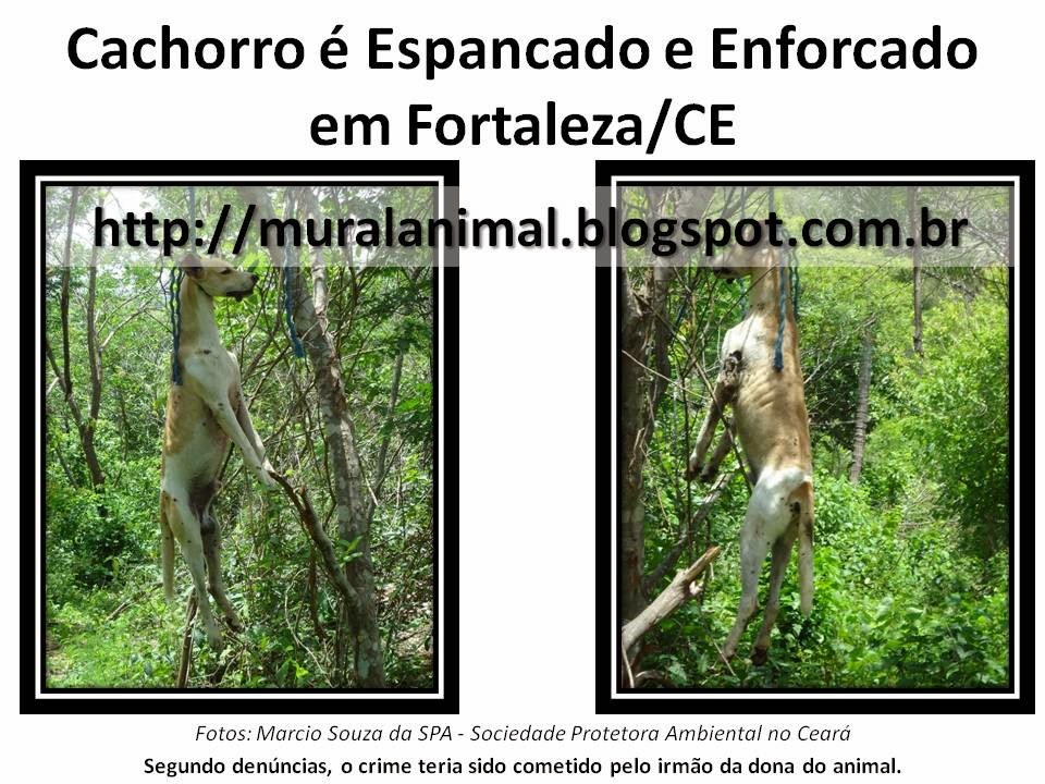 [Cachorro%2520%25C3%25A9%2520Espancado%2520e%2520Enforcado%255B3%255D.jpg]