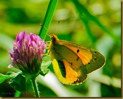 untitled Orange Sulphur - MSB_1558 September 10, 2011 NIKON D300S