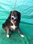 COMANDO. Macho 9 años. Amoroso, juguetón, tranquilo