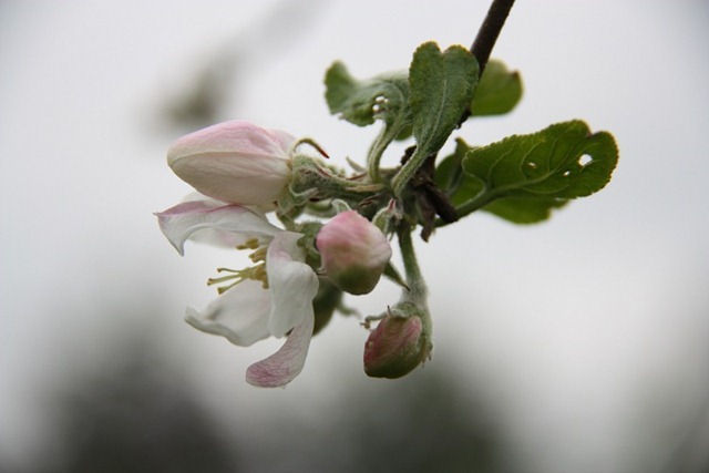 appel appel